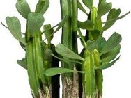 Künstliche Zimmerpflanze Sukkulente Euphorbie Sukkulente Euphorbie, Creativ green, Höhe 40 cm