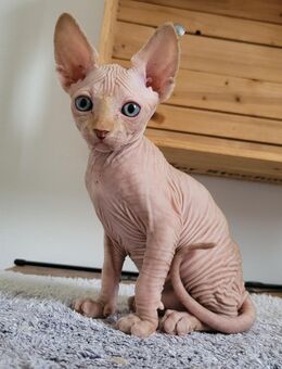 2 kanadische Sphynx Kater, Rot, Black Tabby. Blaue und Grüne Augen. Mit Tasthaaren - Ammersbek