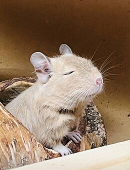 2 Degu männchen, ca. 1 Jahr alt (+Gehege) suchen neues, liebevolles Zuhause - Ulm