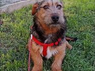 Ricky auf der Suche nach seiner Familie - Bissingen