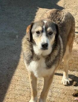 Ninja, tolle Husky-Mix Hündin - Köln