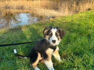 Border Collie Welpe - Schkopau