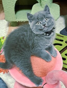 Bkh kitten reinrassige kurzhaar. - Osnabrück