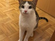 Kater Milo sucht neues Zuhause - Karlsruhe