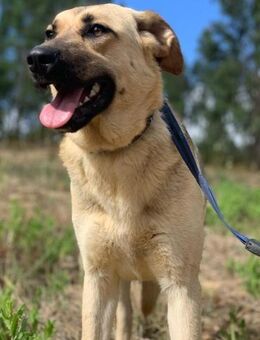 Lolita sucht ein Zuhause - Untergruppenbach