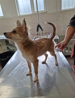 Kleine Foxy 💓 - Nidda