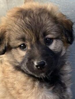 Beppel, geb. ca. 09/2025, Griechenland - Euskirchen