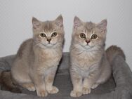 Bkh Kitten creme gold ab sofort abholbar geimpft - Gelsenkirchen
