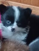 Pomeranian Zwergspitz .Super süsse Puschel Hündin in 48739