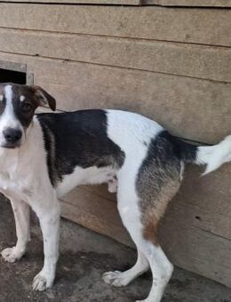 Cookie - v erspielter Junghund - Rambin