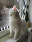 Bkh deckkater weiß in 57539