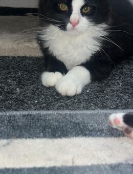 3 Süße Bkh Kätzchen - Stephanskirchen