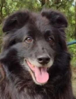 BENJI sehnt sich nach einem HAPPY END - Gefrees