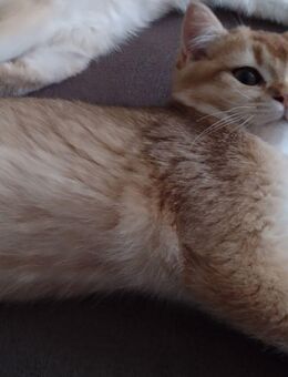 Goldener Katerchen mit Stammbaum, 2mal geimpft &Chip - Munster