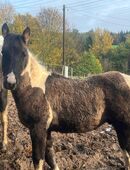 Paint Horse Hengstfohlen ohne Papiere in 51597