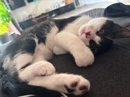 Traumzuhause gesucht für unser kleines Katzenbaby - Vechta