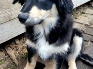 Golden Retriever Collie Australian Shepherd Mix Welpen Abgabebereit - Bad Marienberg (Westerwald)