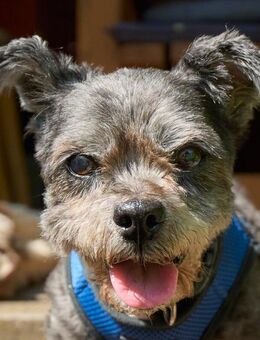 Snoopylein - Mischling - 14 Jahre - Tierhilfe Franken e.V. - Lauf (Pegnitz) Zentrum