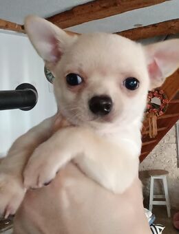 Bildschöne Chihuahua kurzhaar Rüden Welpen creme, weiß - Rheinfelden (Baden)