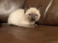 Letztes reinrassiges Chocolate-Point Siamkätzchen Siam Siamese Siamesischer Kitten - Frankfurt (Main) Zeilsheim