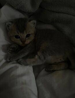 Bkh Kitten - Wuppertal