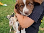 Australian Shepherd Welpen - Hötensleben