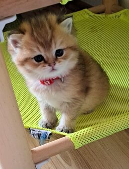 Bkh reinrassige Kitten Gold schadet - Osnabrück