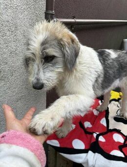 Lucky - Ettinghausen