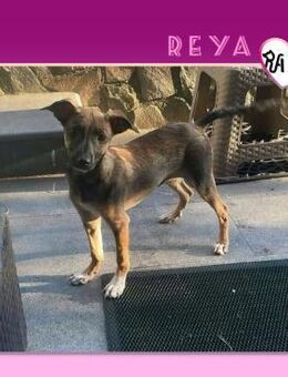 🌹 REYA 🌹 - WILLST DU MICH LIEB HABEN? - Alfeld (Leine)