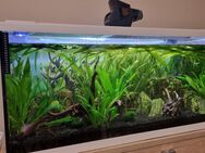 180l Aquarium (Eheim) wegen Hobbyaufgabe abzugeben (einzelne Bestandteile oder komplett) - Maisach