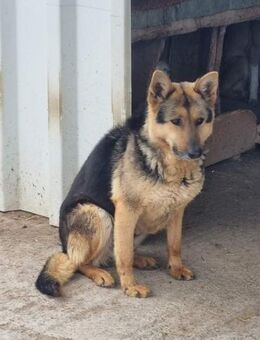 Schäfi-Mix JACKSON sucht Familie - Neuberg