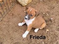 Frieda auf ins Abenteuer - Oberhausen