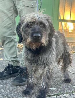 Ficko wünscht sich ein Körbchen - Nordwalde