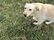 Labrador buddy sucht Familie ❤️ - Mylau