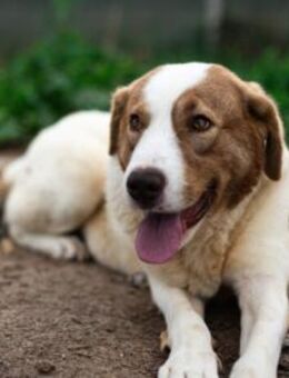 Die schlaue Lissy sucht ihr Zuhause - München