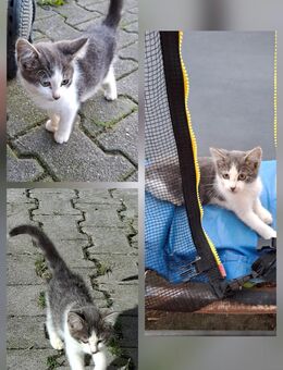 Mehrere Kätzchen, Kitten - Pfarrkirchen