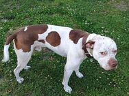 Boxermix - Westoverledingen