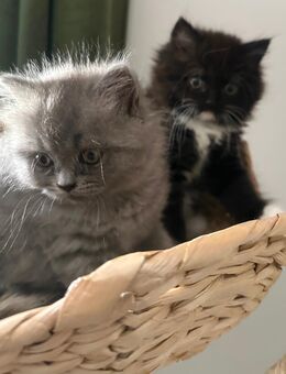 BLH-Kitten weiblich - Lichtenstein (Sachsen)