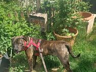 Ronja sucht ein gutes Zuhause. - Diemelsee