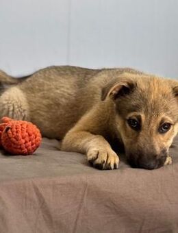 ❤️Lieber Welpe Benny sucht ein Zuhause! - Eislingen (Fils)