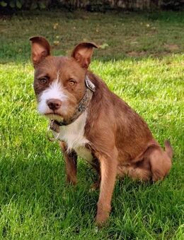 Powermaus Bella sucht ein Zuhause - Reiskirchen