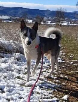 Teo, männlich, Border Collie-Mischlingsrüde, geb. 14.03.2024 - Bad Oeynhausen