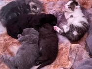Maine Coon Kitten - Osterhofen Zentrum