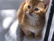 Katzen Babys - Cloppenburg