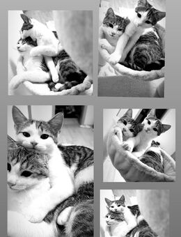 2 Katzen nala und simba - Wöllstadt