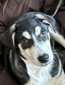 SHELBY sucht seine Herzensmenschen ❤️ - Hof