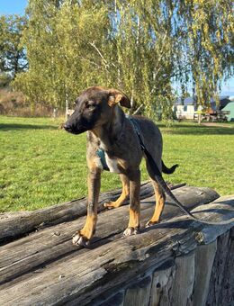 Unsere Tracy 5 Monate alt, Schäferhundmischling , ca 40 cm groß ,sucht ein Zuhause - Hohe Börde