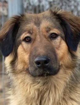 Moelleux, geb. ca. 12/2023, GRIECHENLAND - Markdorf