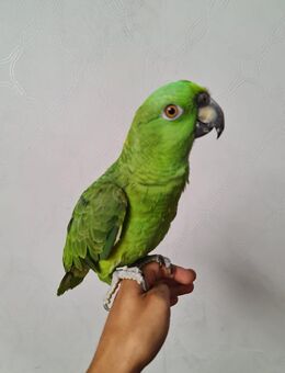 Papagei Gelbnackemamazone Amazone Vogel - Büttelborn