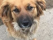 Giorgia; kleines Herz voller Liebe - Geilenkirchen